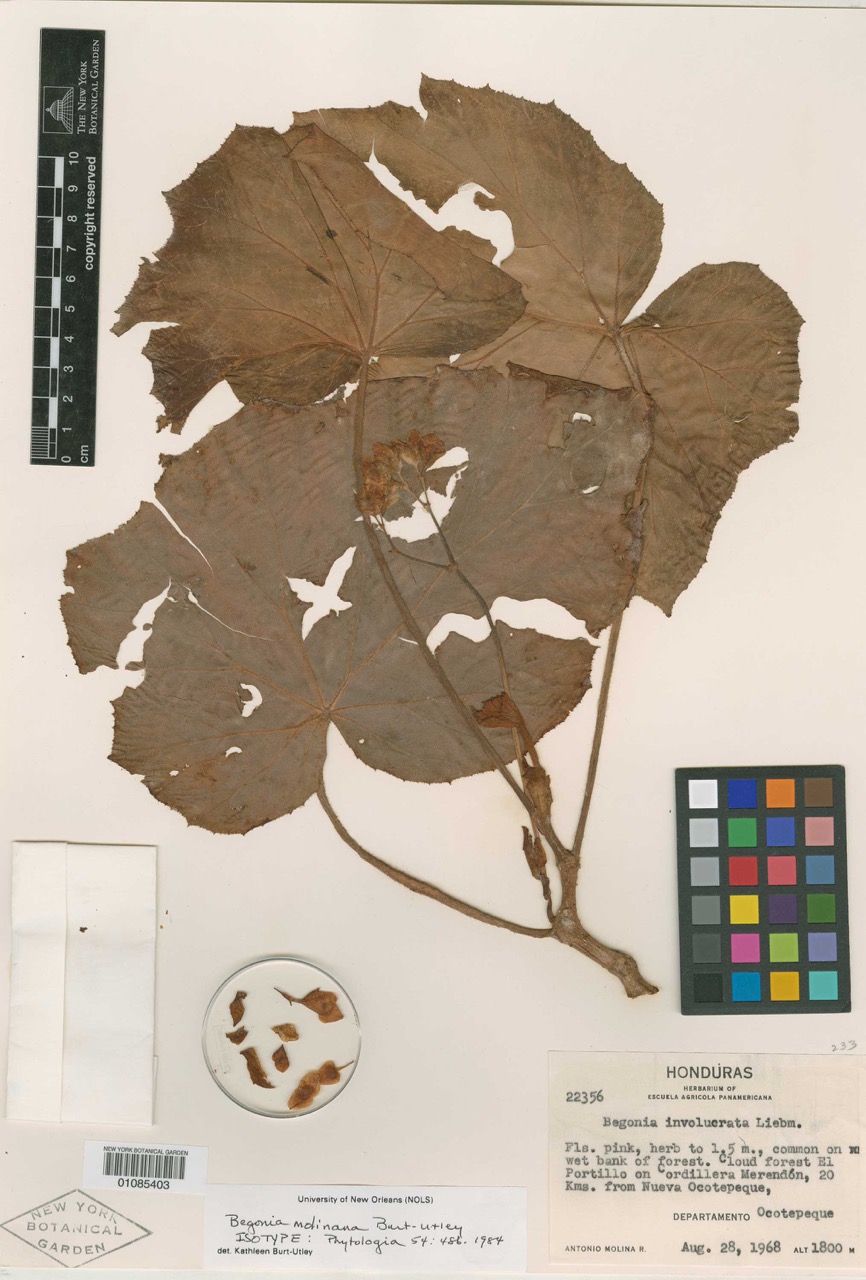 B. molinana